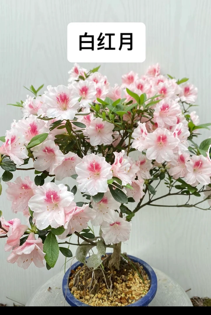 绿植 盆栽花卉，顺丰包邮
