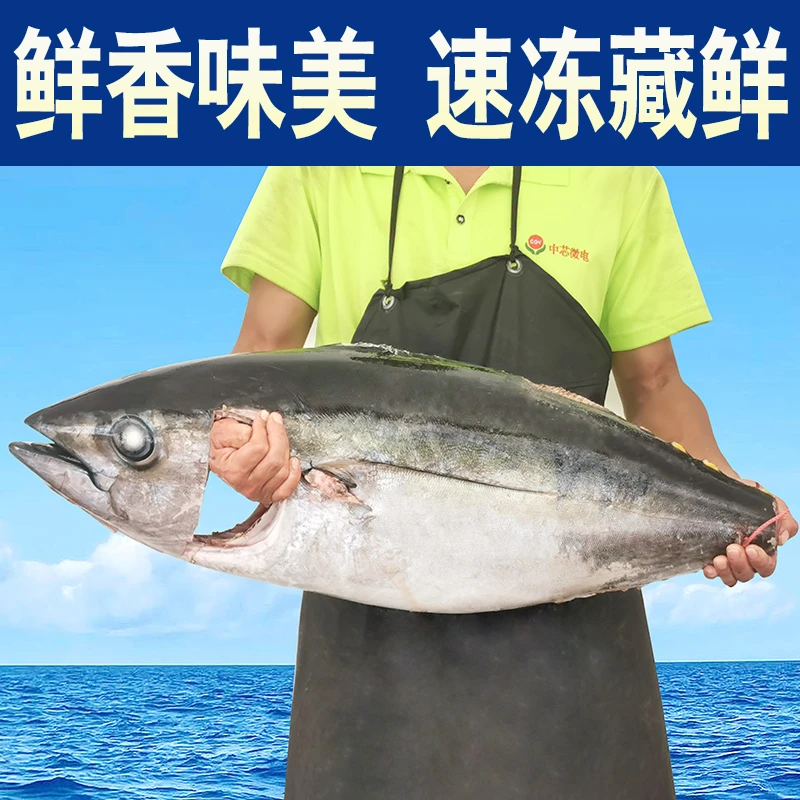 海钓低温放血大目金枪鱼刺身生鱼片大鱼