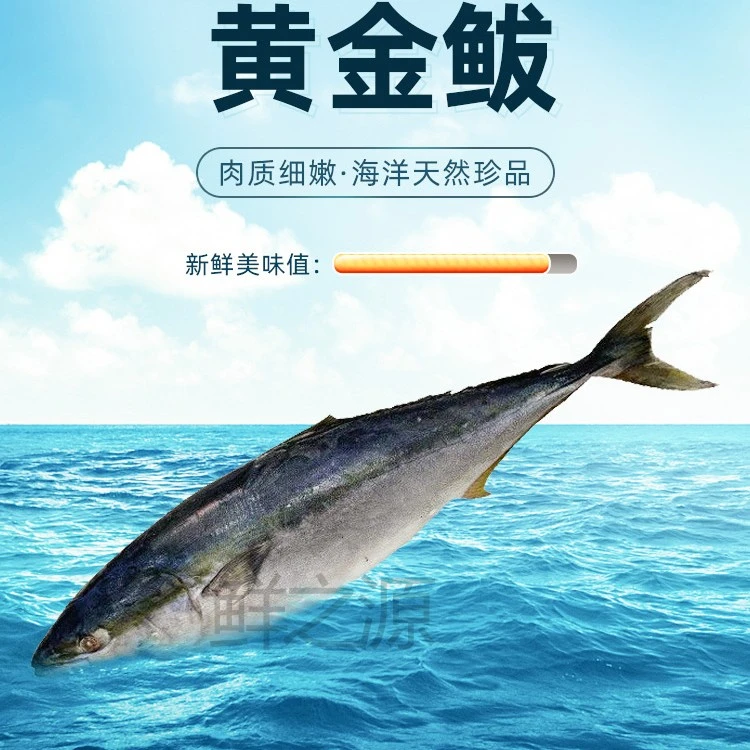 山东鲜黄金鲅10-24斤海鱼大鱼不是鲅鱼速冻深海
