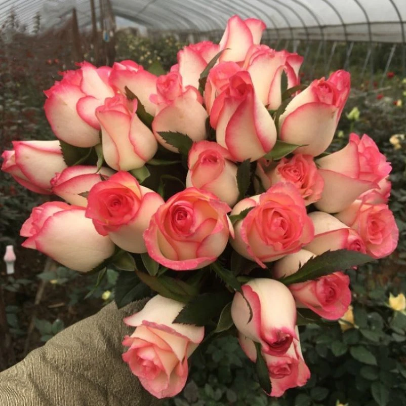 艾莎玫瑰花盆栽室内外爱莎玫瑰花苗切花玫瑰四季大花浓香月季花