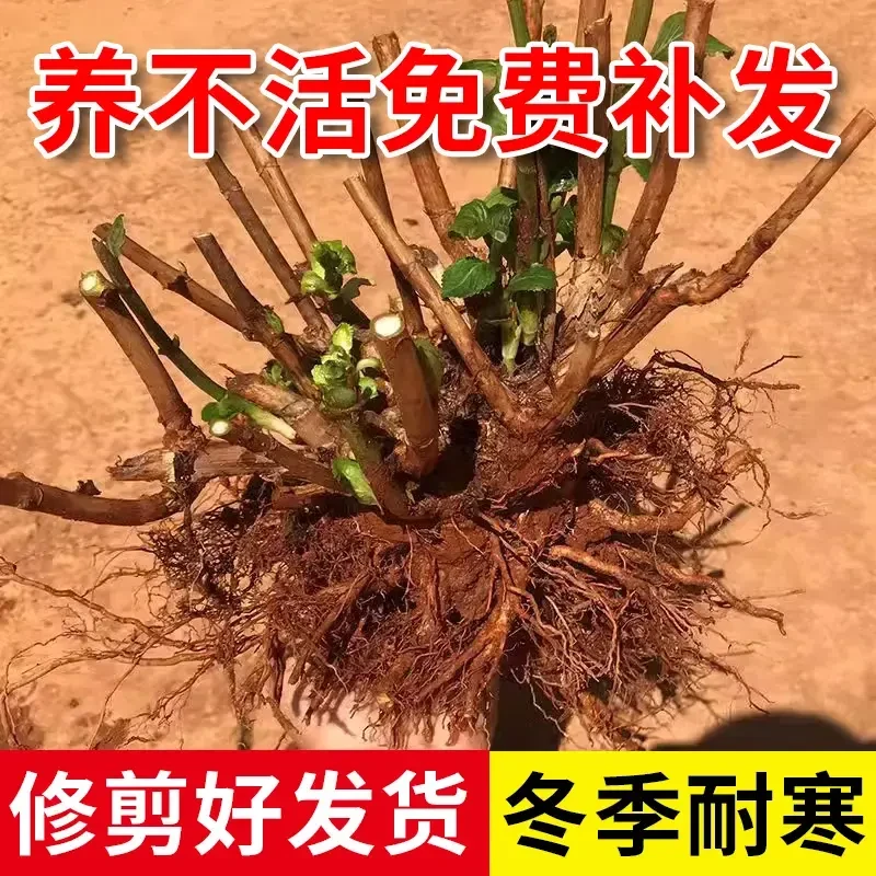 昆明直发绣球花老桩多年生无尽夏四季开花室内阳台盆栽植物好养花