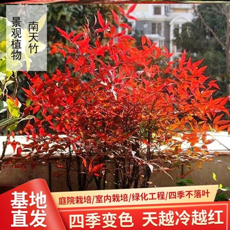火红南天竹苗庭院耐寒花卉花园植物南天竹树苗南天竺红天竹盆栽