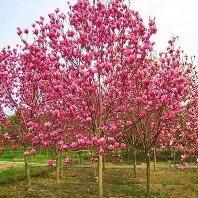 庭院花园植物玉兰苗红玉兰树苗玉兰花苗玉兰小苗紫玉兰盆栽玉兰