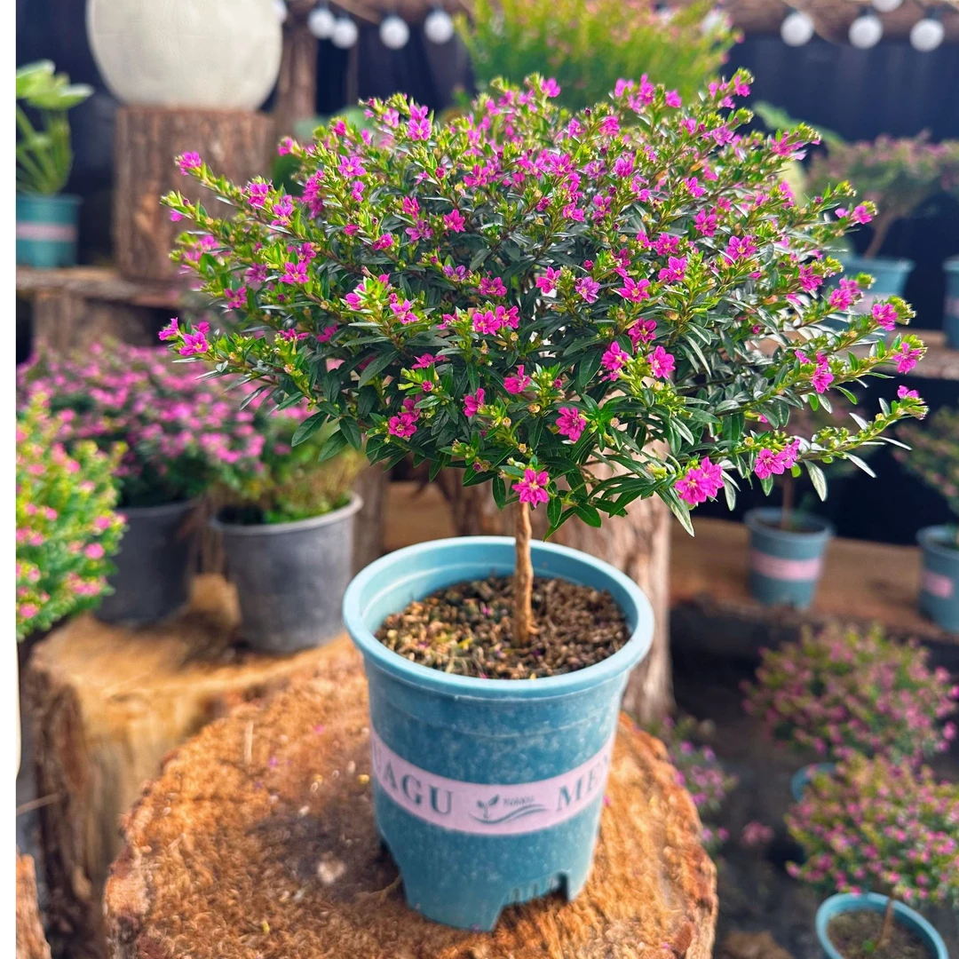 满天星盆栽独杆带花苞阳台庭院好养绿化室内四季开花桌面植物