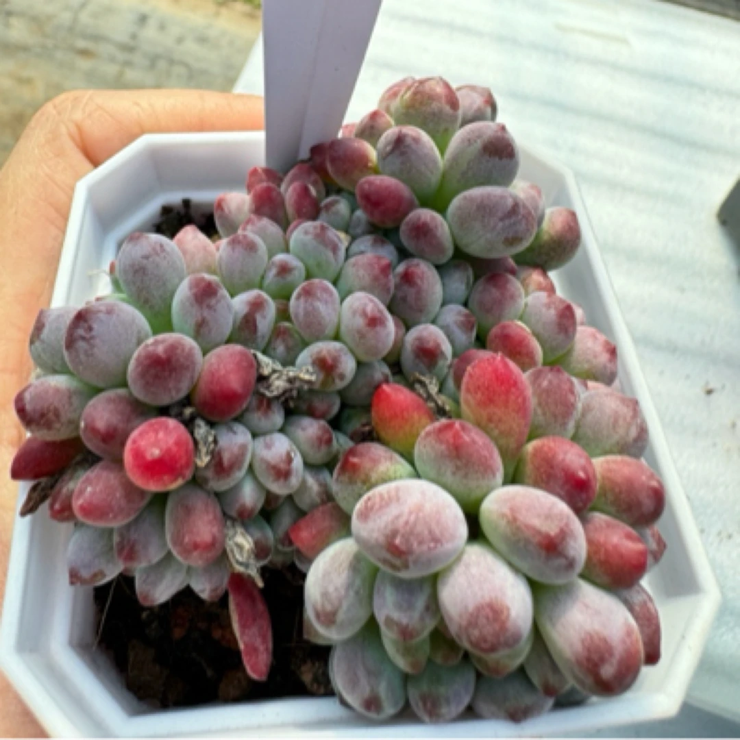 烟花 多肉植物群生多肉 原盆原土