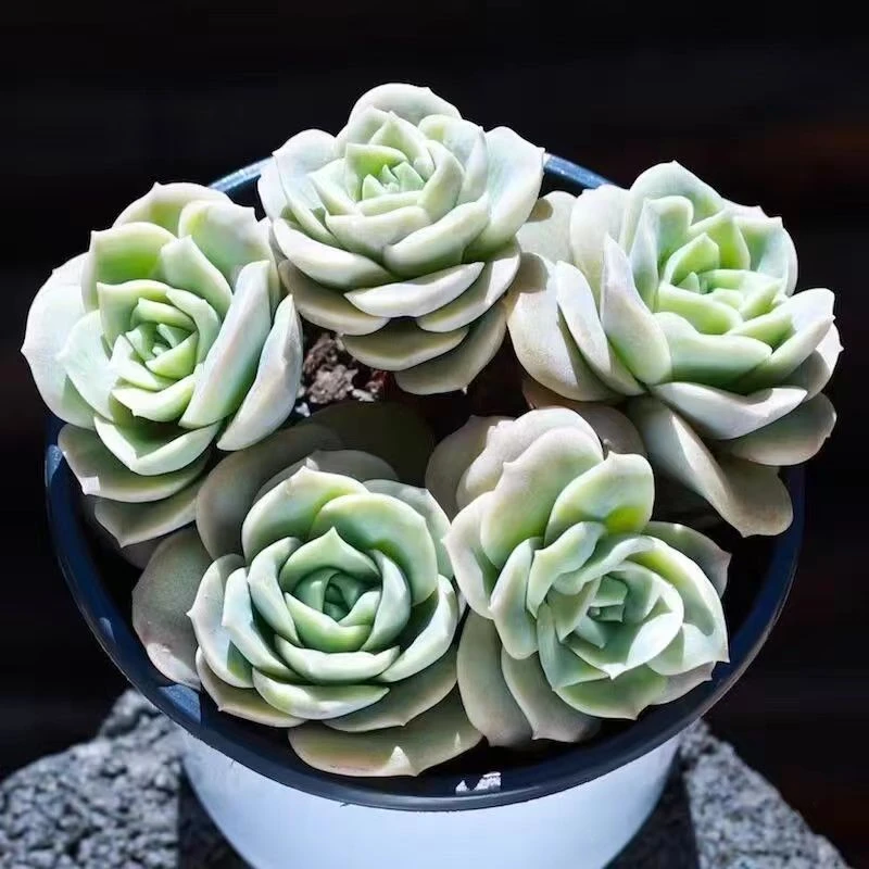 精品多肉植物批发可爱玫瑰盆栽办公室阳台净化空气防辐射花卉