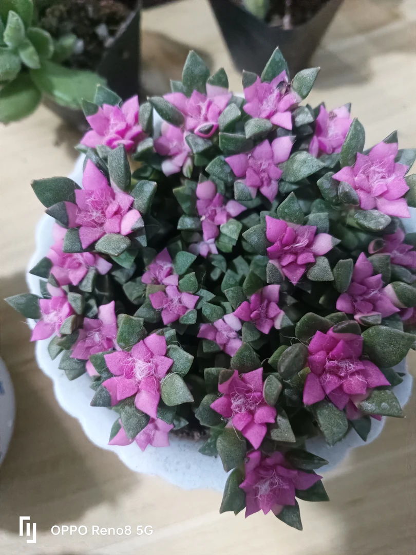 卡日松吹雪基地出带盆土