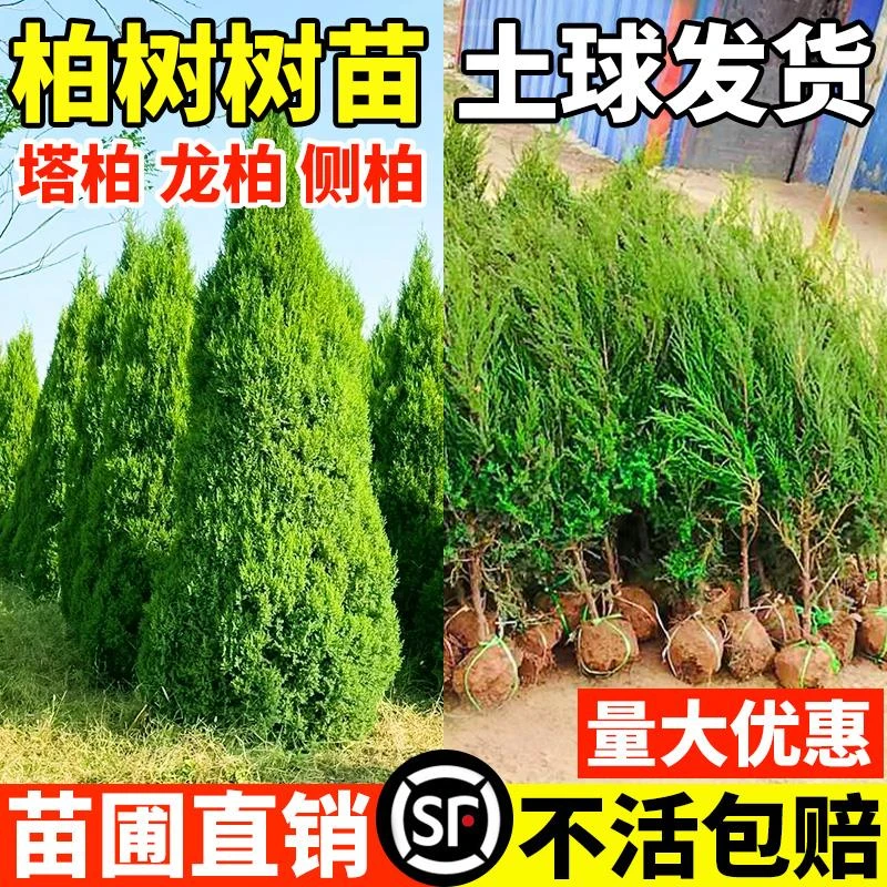 松柏树苗四季常青柏树塔柏侧柏大号树苗道路绿化易活好养圆柏松树