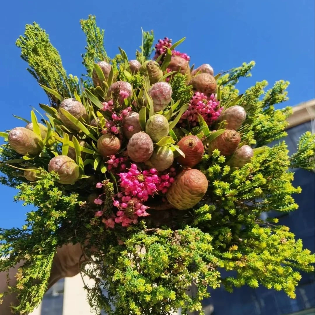 野果珊瑚果南非进口花束花期超长可做干花木本花卉德邦空运包邮