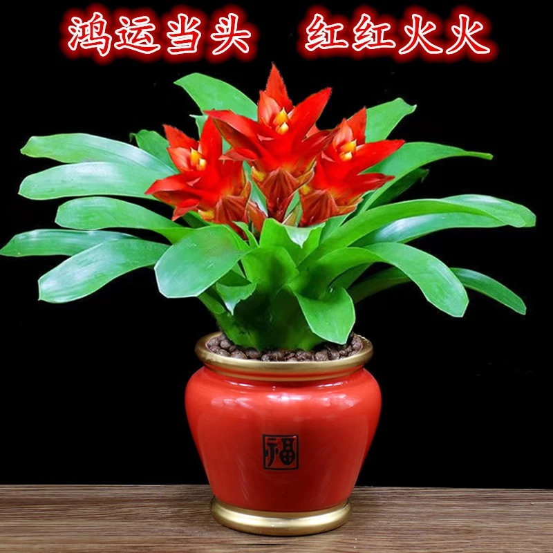 鸿运当头盆栽红掌办公室内花卉客厅开业送礼好养招财植物桌面绿植