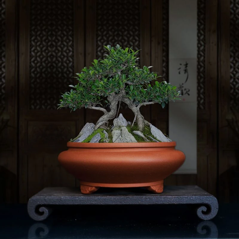 宜兴紫砂花盆圆盆文人菖蒲多肉绿植盆室内盆栽手工花盆透气古典