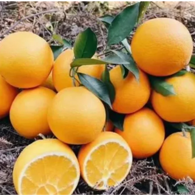 带叶赣南橙两斤