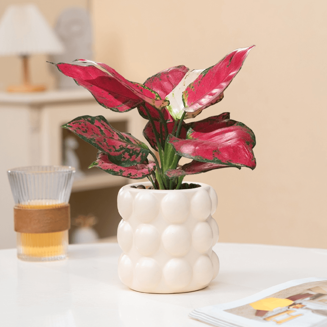 吉利红盆栽大棵室内耐寒耐热盆景带盆发货花卉绿植客厅上档次绚丽