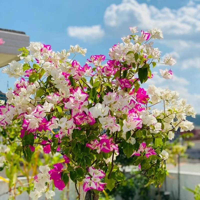 椰子冰·天使的唇印花开粉白色相见四季勤花带花发货爬藤阳台庭院