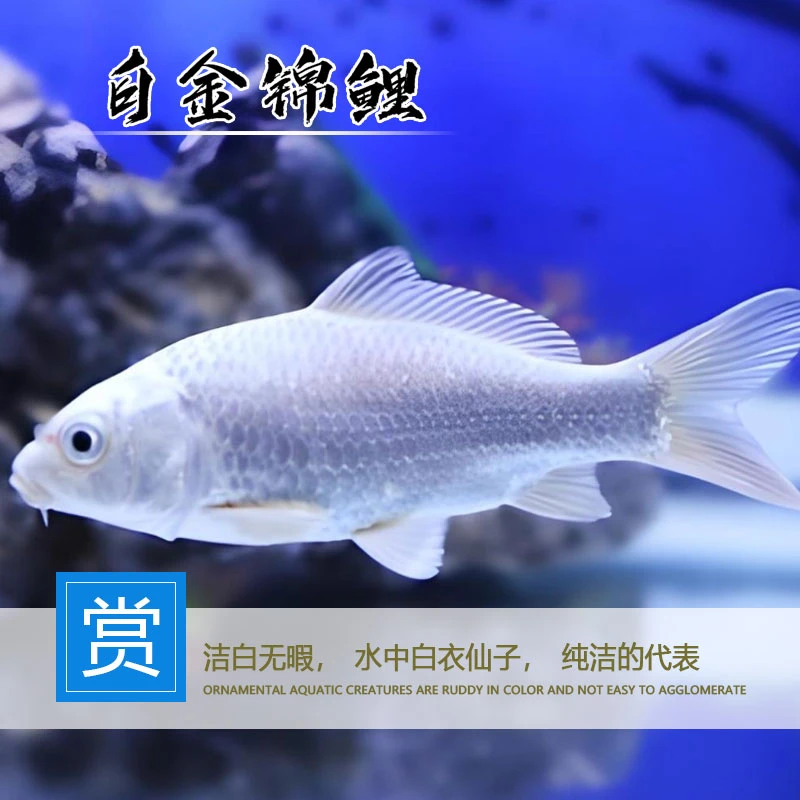 白金锦鲤鱼淡水冷水养殖鱼缸水池饲养简单包邮包活大中小型观赏鱼