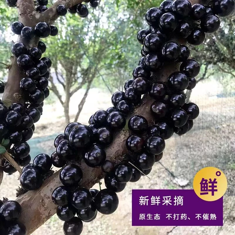 果园直发【嘉宝果】新鲜树葡萄头茬鲜果孕妇水果现采45颗-3斤