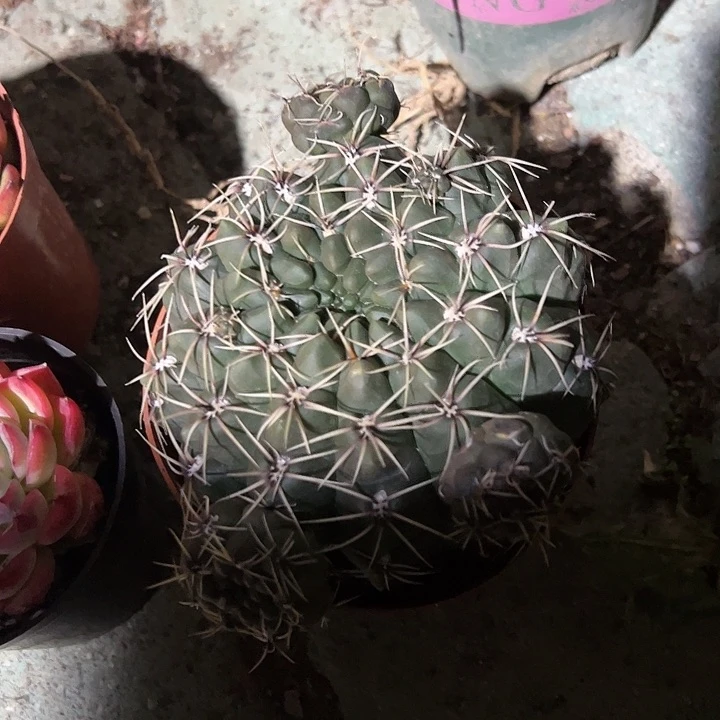 绯花玉多肉植物精品