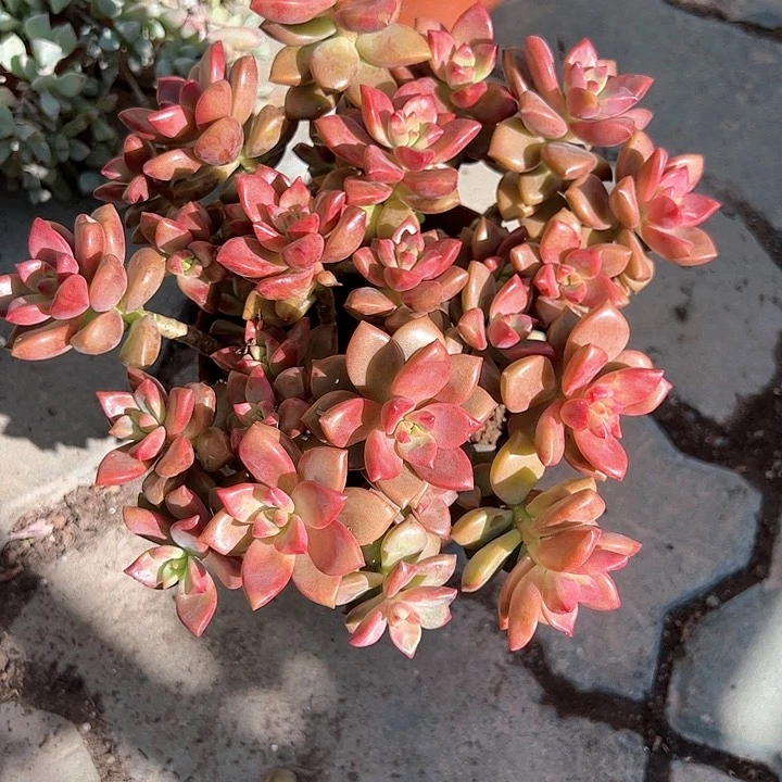 大号胧月多肉植物精品