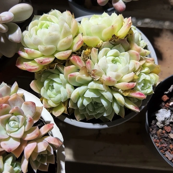 白月影多肉植物精品