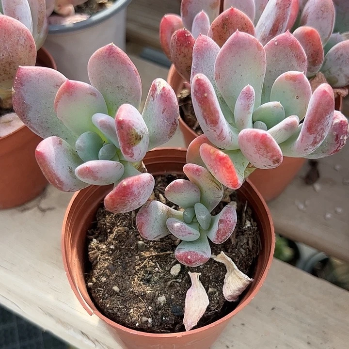 灰姑娘多肉植物精品