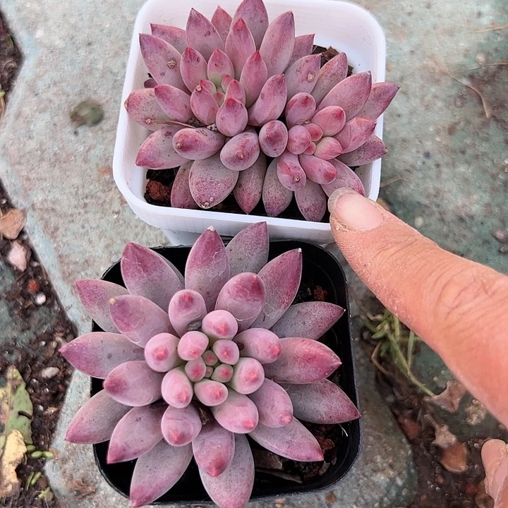 两颗金鱼姬多肉植物，