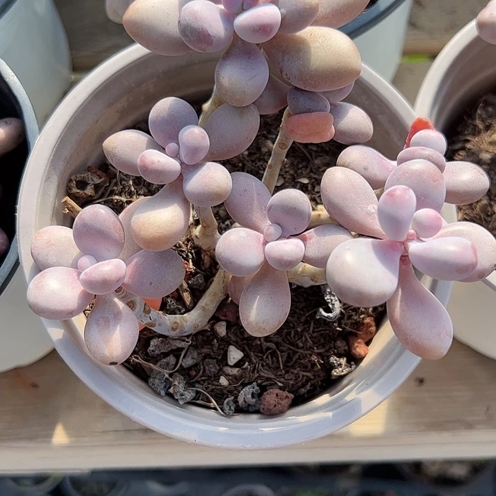 老桩桃蛋多肉植物