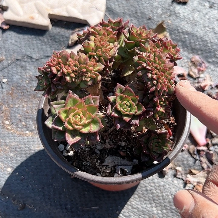 蒂亚缀化多肉植物