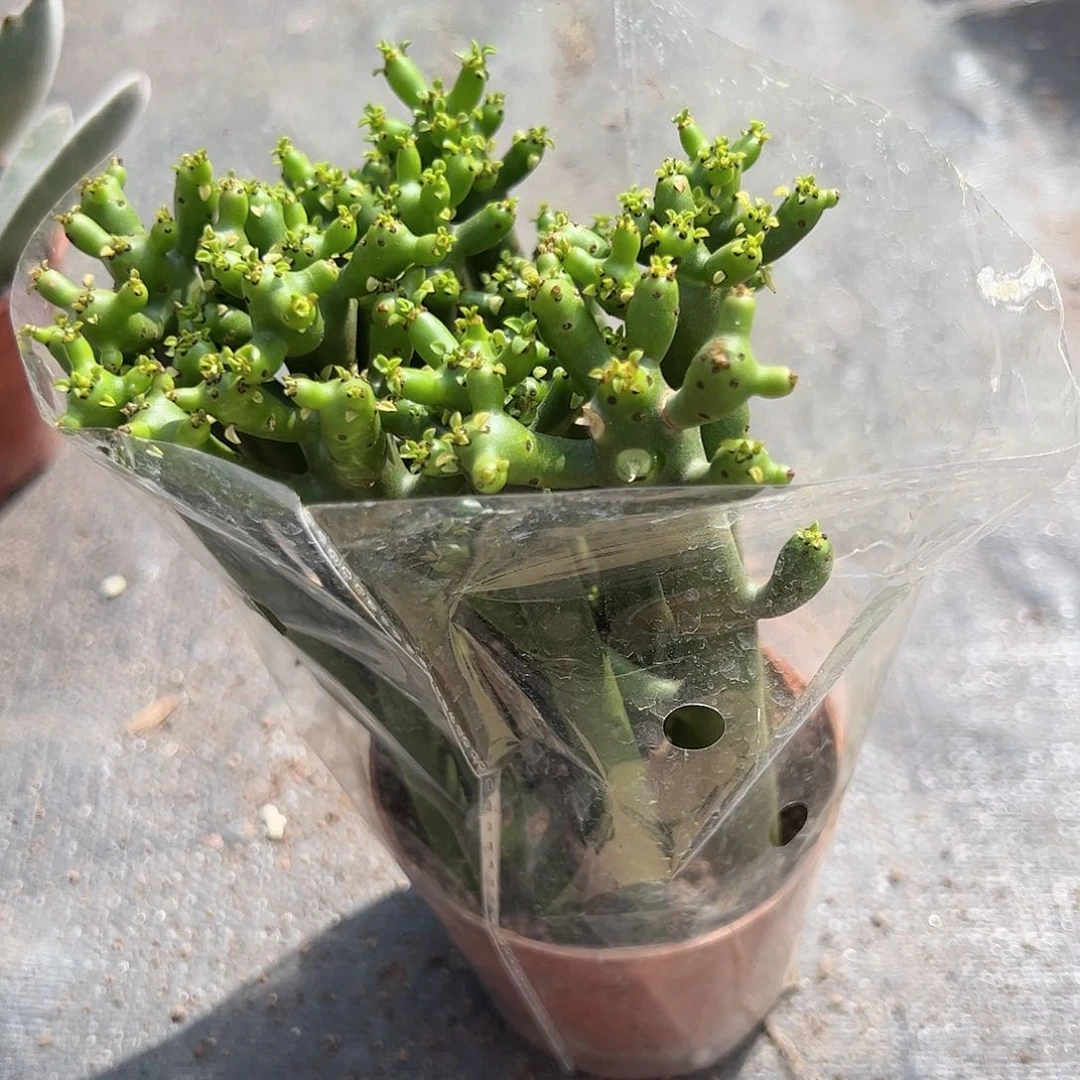玉珊瑚多肉植物精品