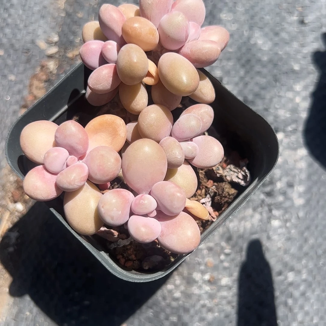 亚美桃蛋多肉植物