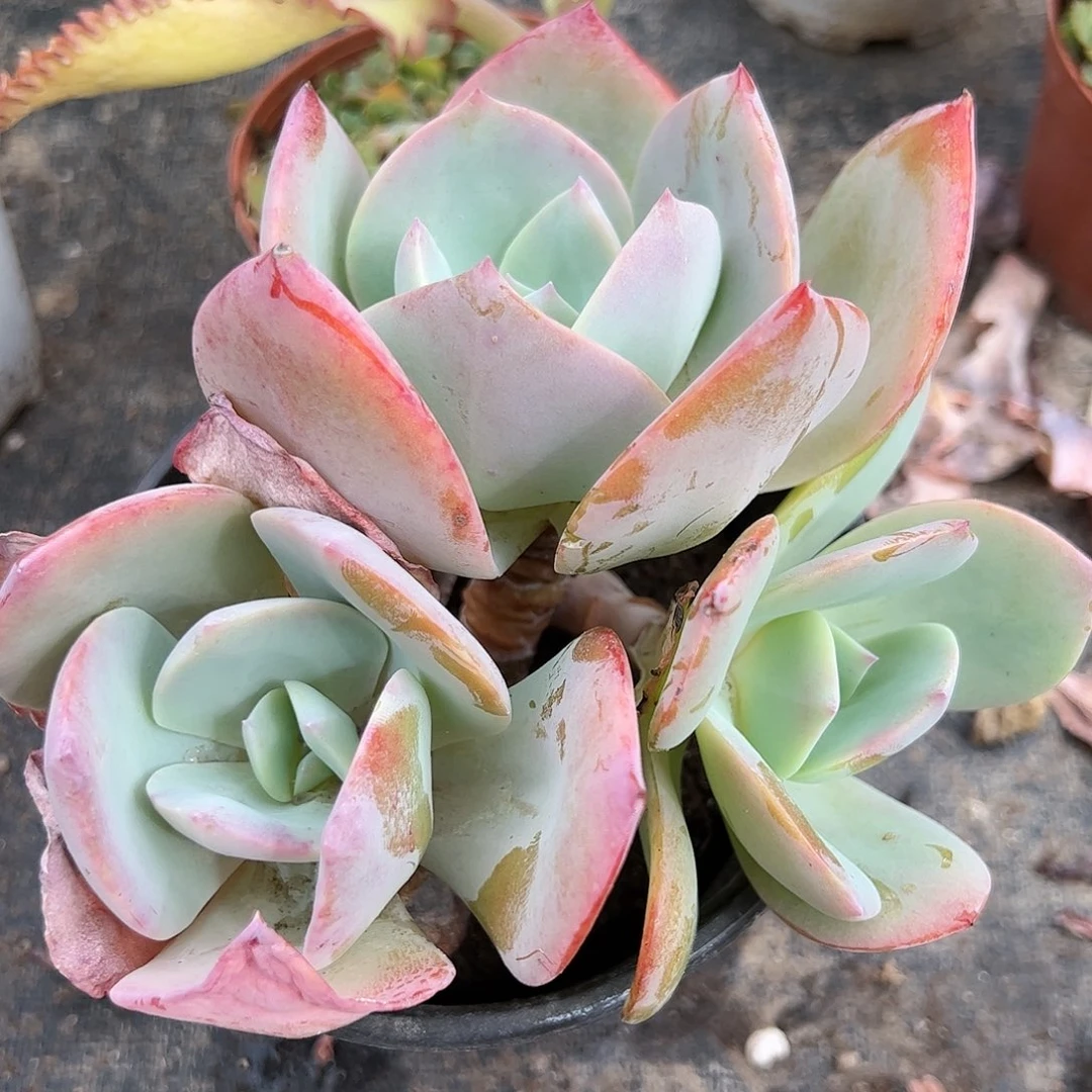 粉凤三头多肉植物