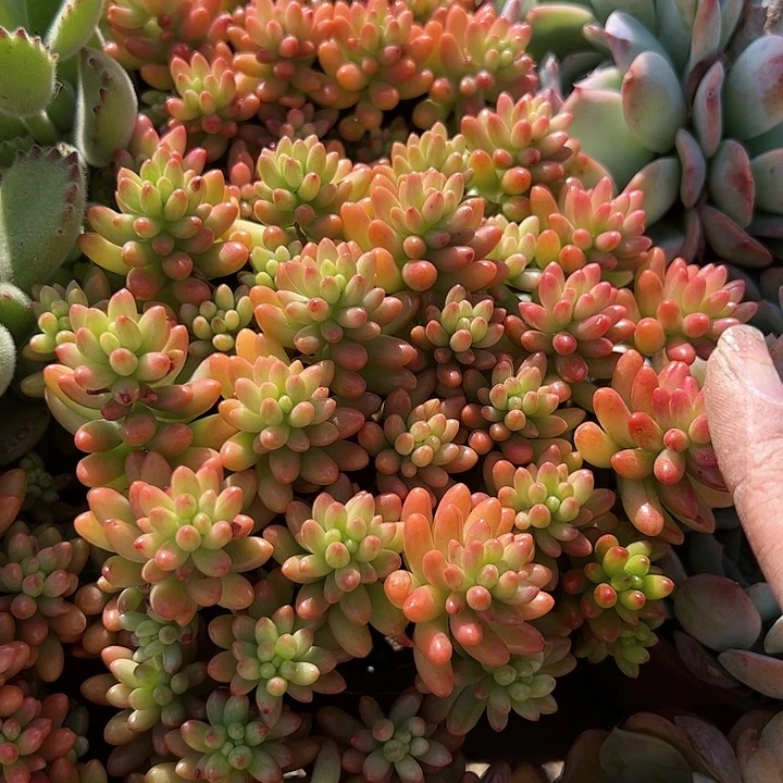 虹之玉锦多肉植物精品