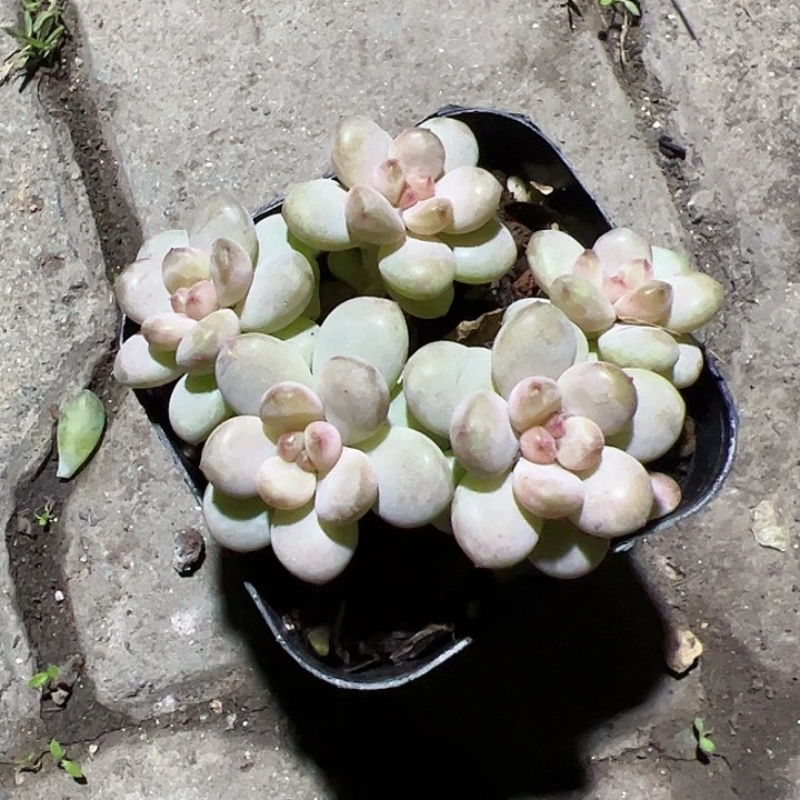 阳光葡萄五头多肉植物