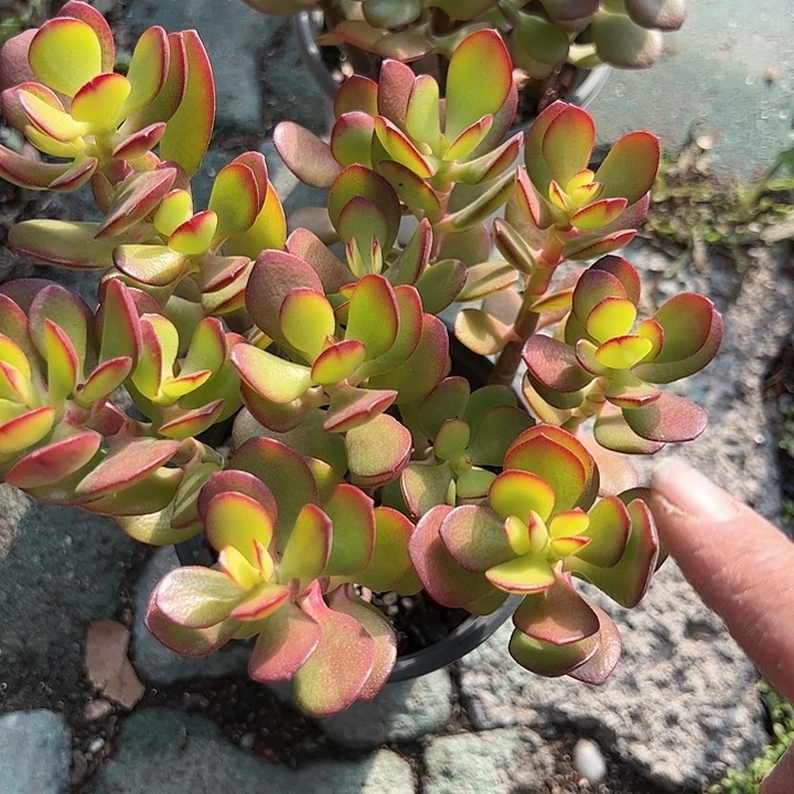 姬红花月散群多肉植物精品