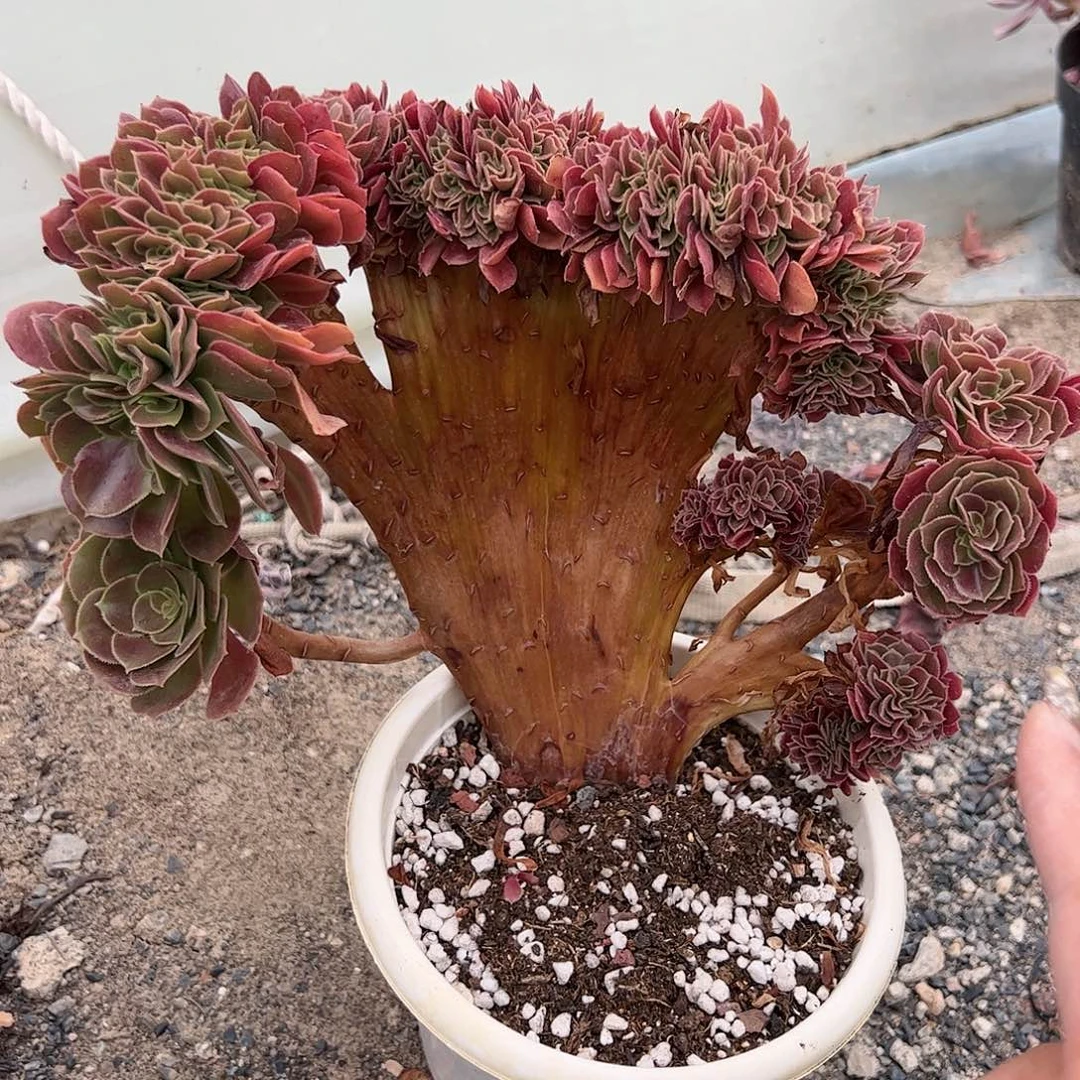 玫瑰法师缀化多肉植物