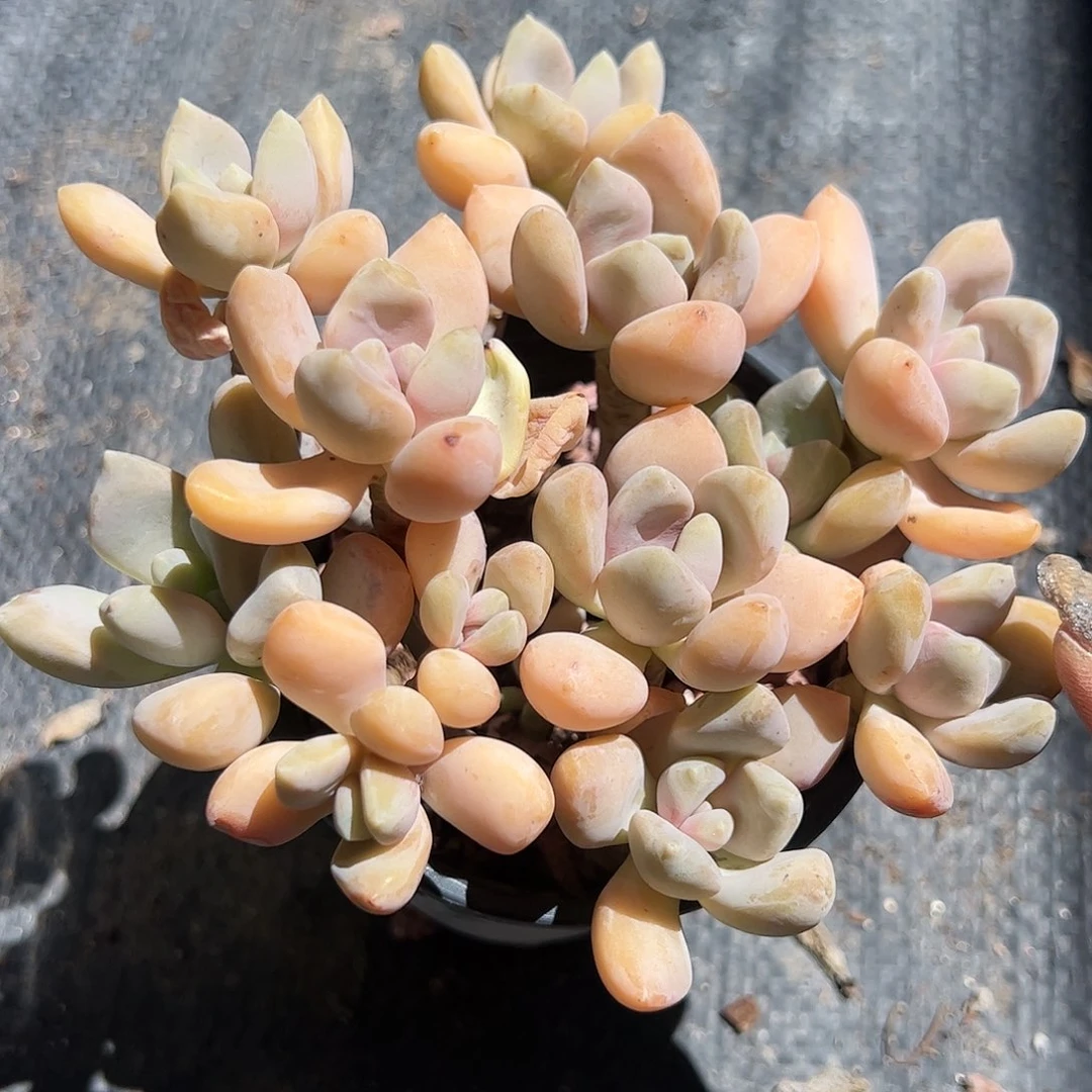 冬美人多肉植物精品