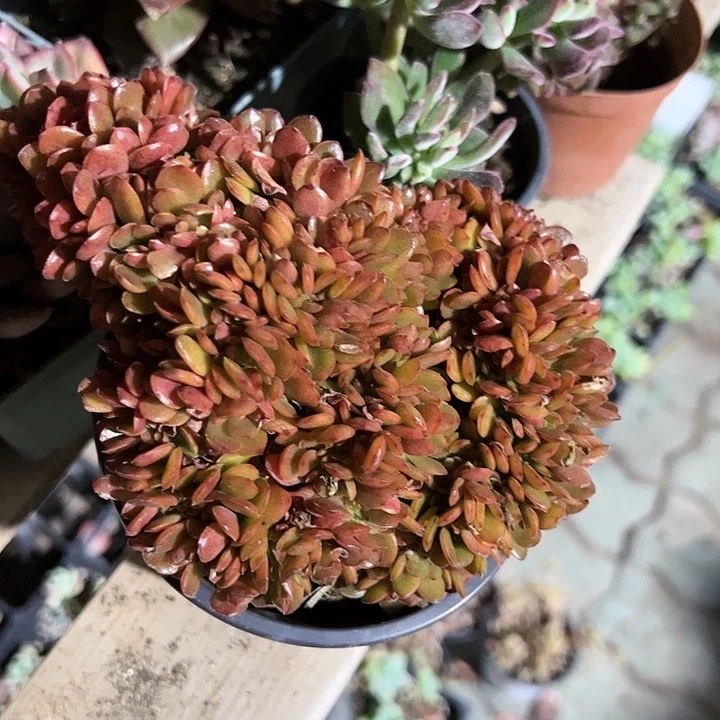 糖果缀化多肉植物精品