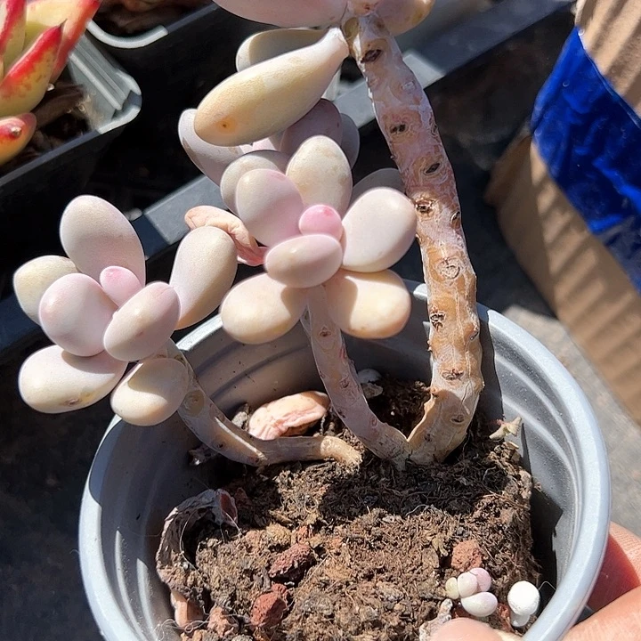 桃蛋小老桩多肉植物