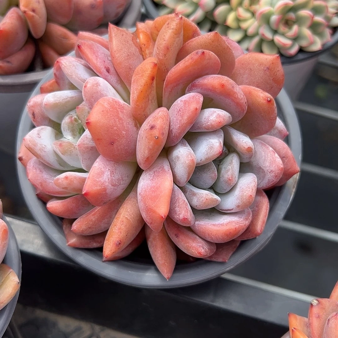橙梦露多肉植物精品