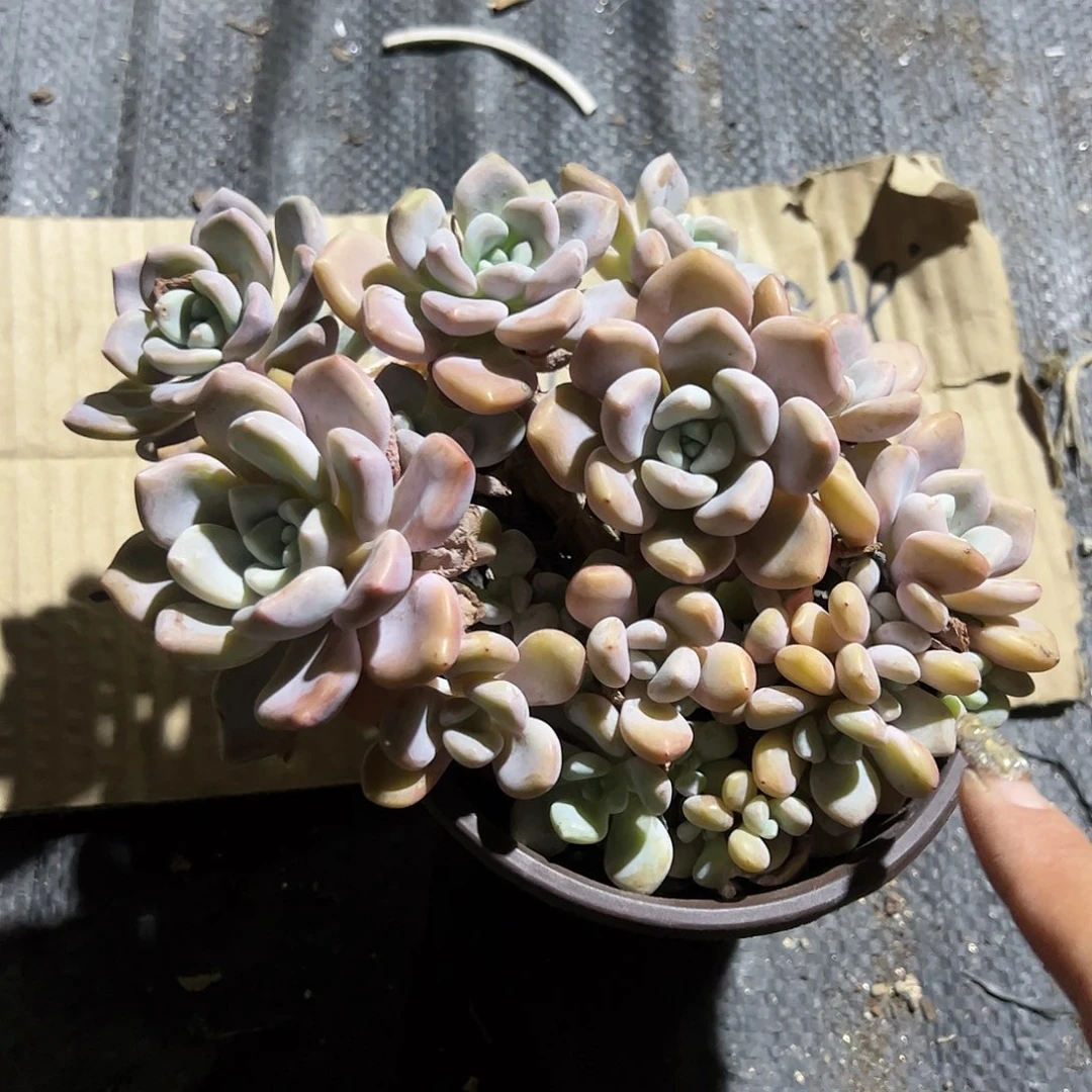 克洛伊多肉植物精品