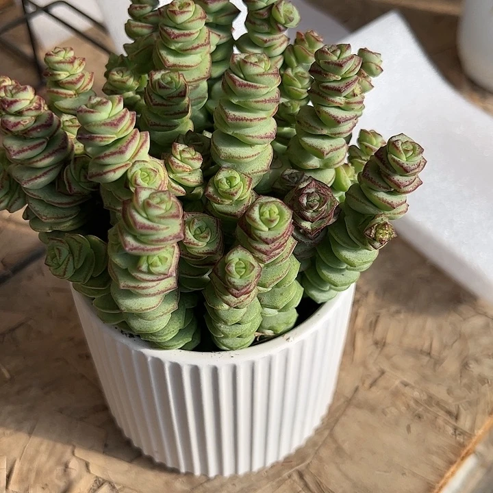 钱串带盆带土发货