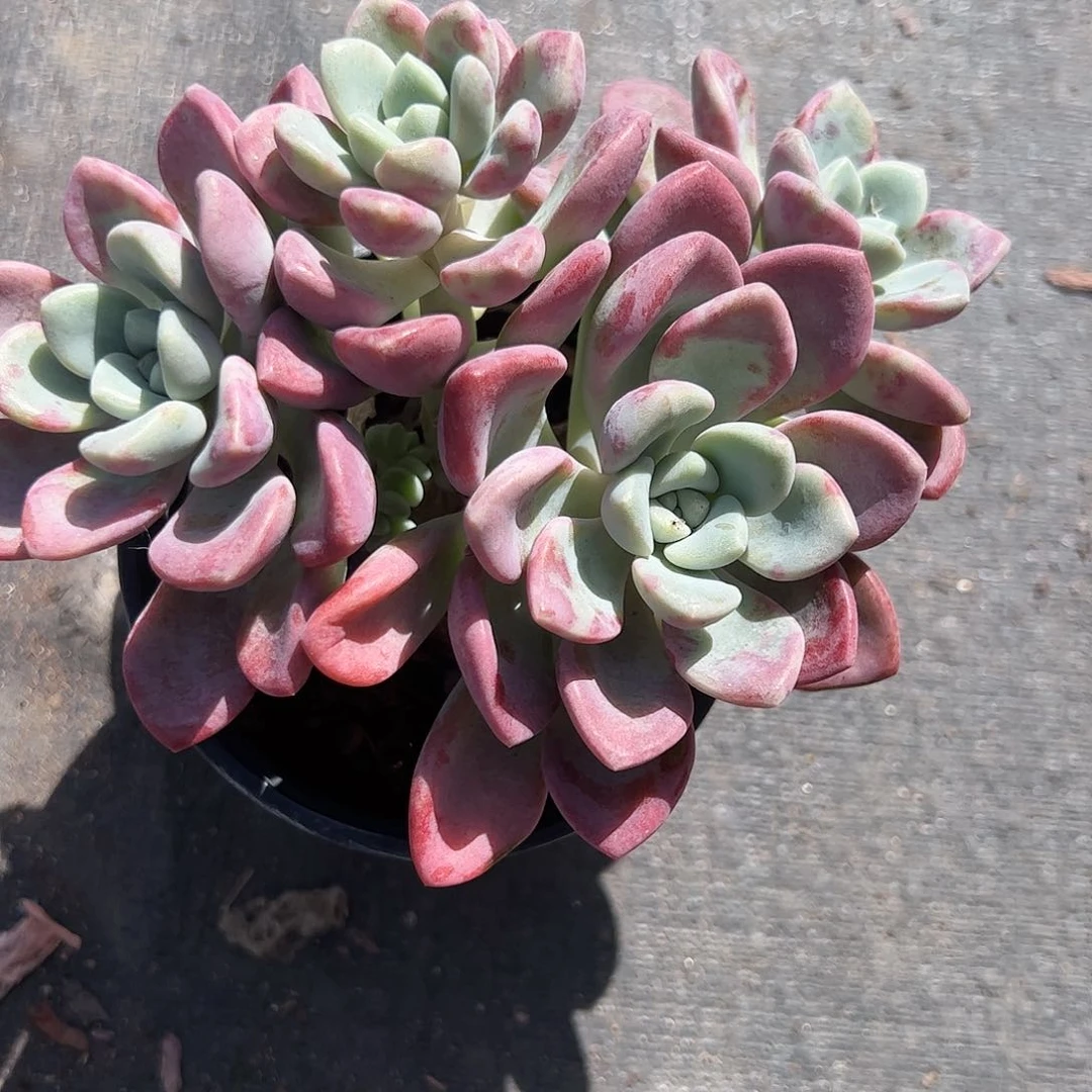 花斑鹿多肉植物精品