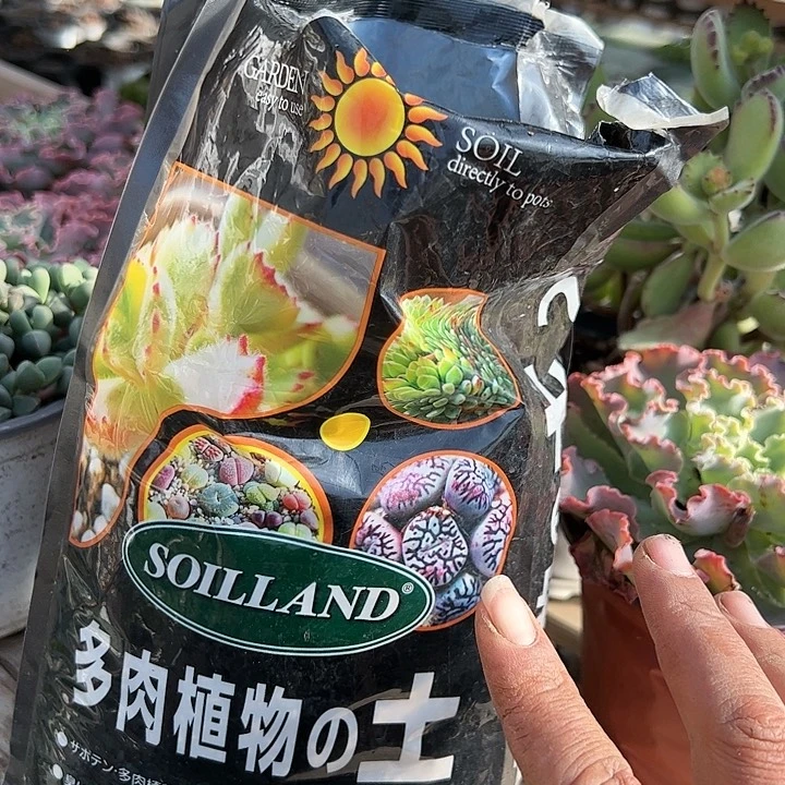 一包土多肉植物精品