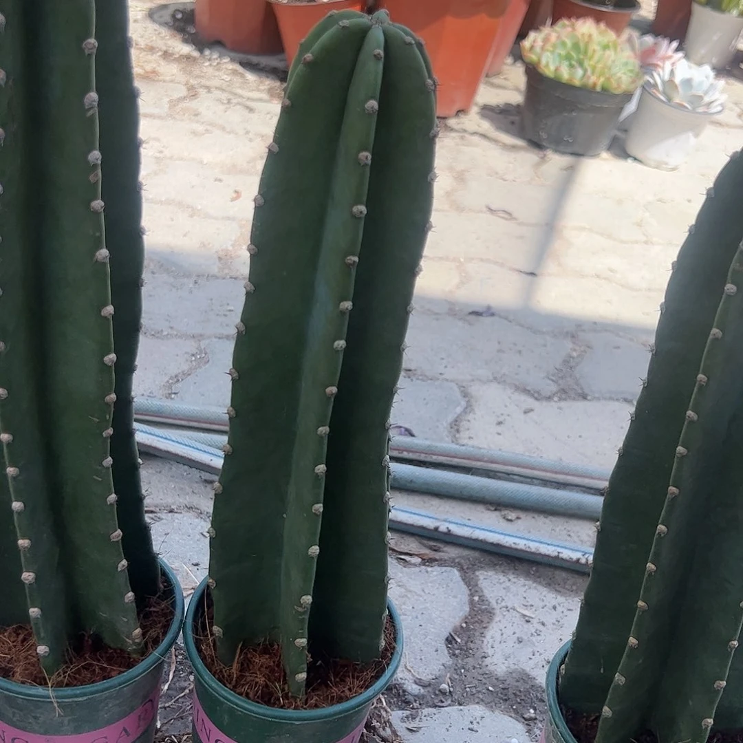 矮点量天尺多肉植物