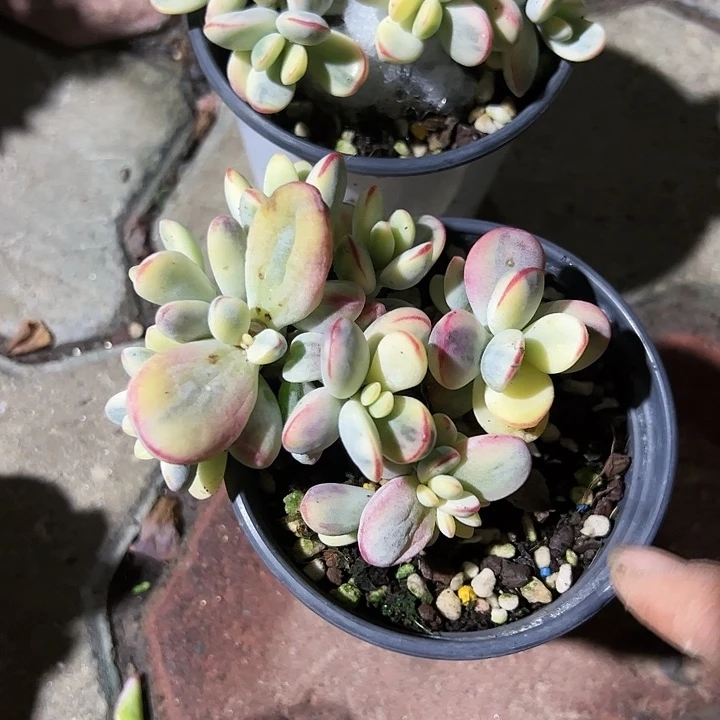 乒乓福娘锦多肉植物