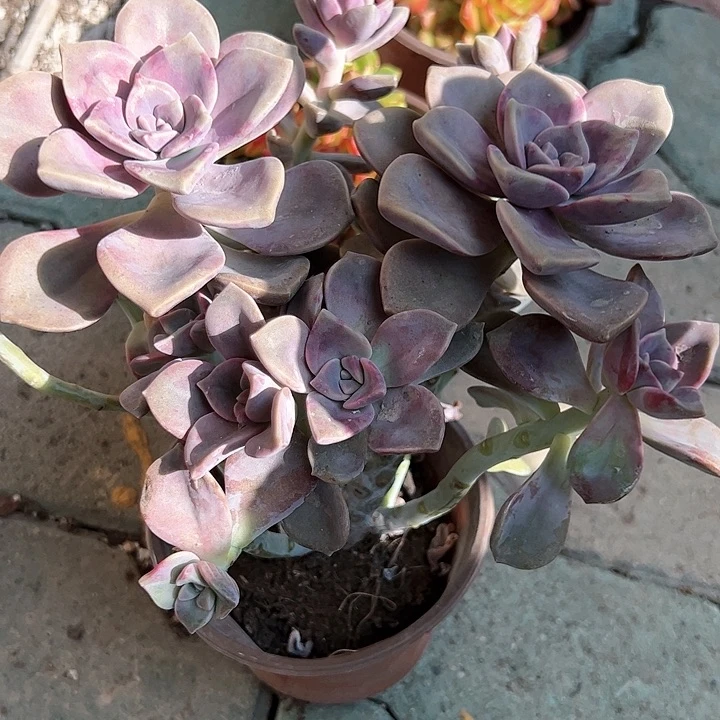 紫乐多肉植物精品