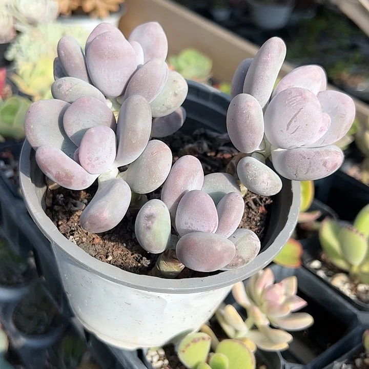 程雪球多肉植物精品