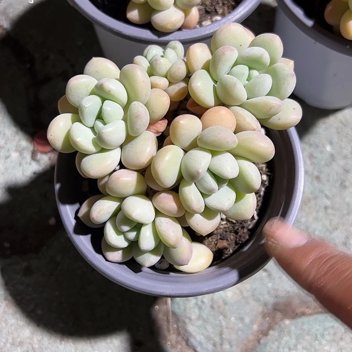 奶油泡泡糖多肉植物