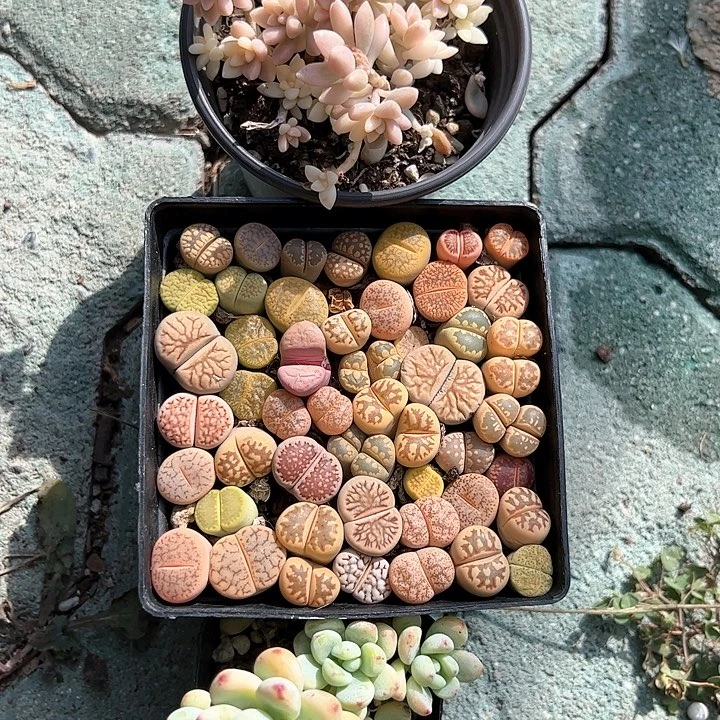 生石花姬秋丽锦劳尔多肉