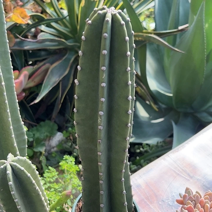 量天尺多肉植物精品