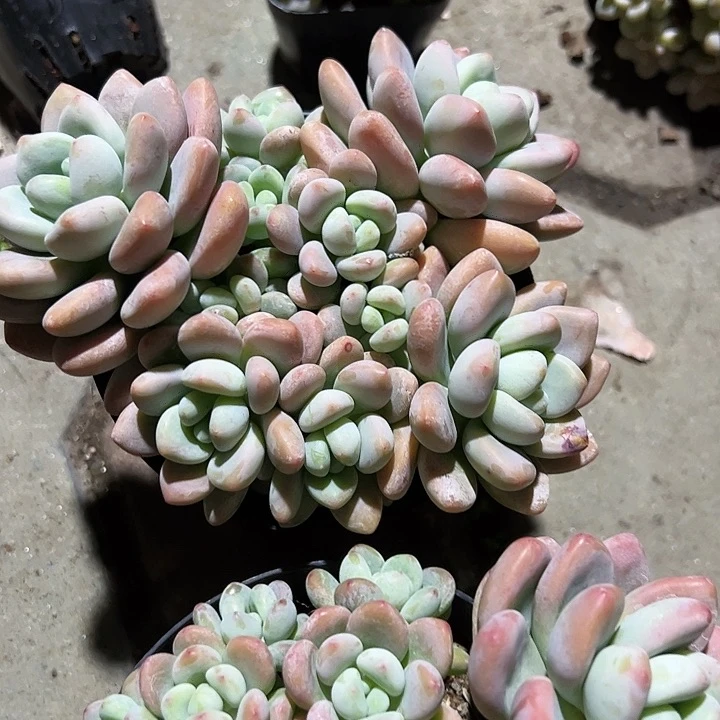 樱花洛神多肉植物